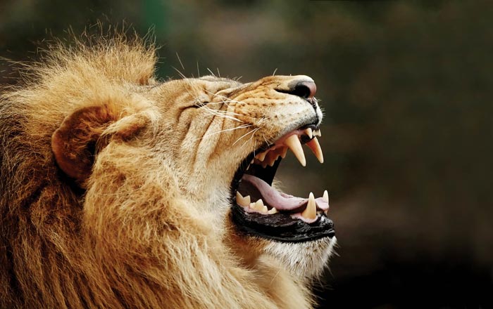 [Image: Djuma-Game-Reserve-Lion-Roar.jpg]